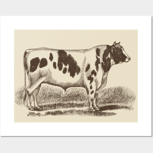 Holstein Bull Vintage Illustration Posters and Art